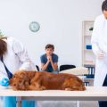 高齢者における認知症の種類と各タイプに有効なリハビリ方法